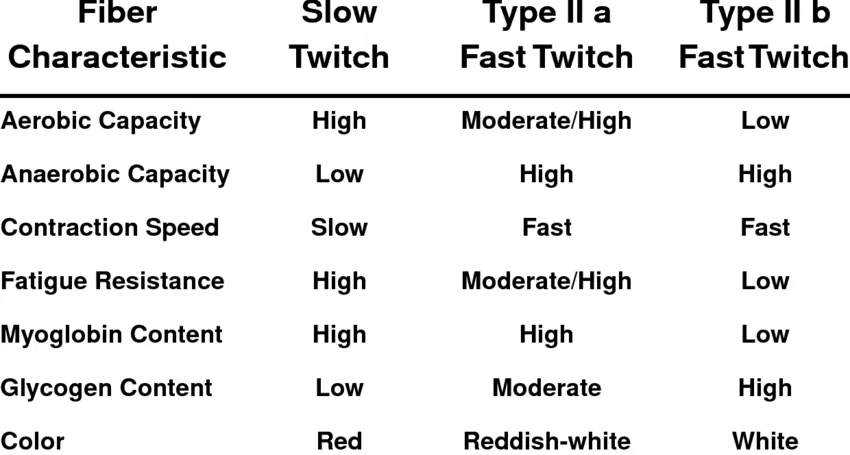 Tabella comparativa delle caratteristiche di tre tipi di fibre muscolari: a contrazione lenta, a contrazione rapida di tipo IIa e a contrazione rapida di tipo IIb. Le righe riportano sette caratteristiche: capacità aerobica (alta / medio-alta / bassa); capacità anaerobica (bassa / alta / alta); Velocità di contrazione (Lenta / Veloce / Veloce); Resistenza alla fatica (Elevata / Moderata-Elevata / Bassa); Contenuto di mioglobina (Elevato / Elevato / Basso); Contenuto di glicogeno (Basso / Moderato / Elevato); e Colore (Rosso / Bianco-rossastro / Bianco).