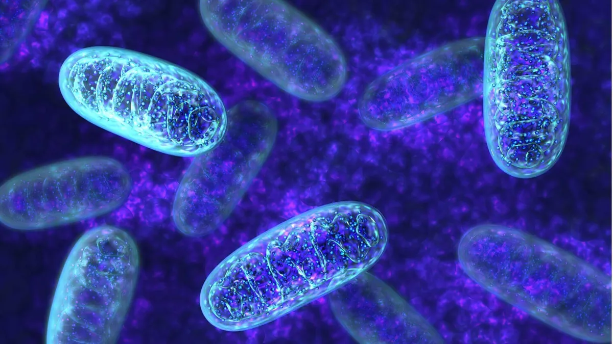 Trait: Mitochondria and Energy