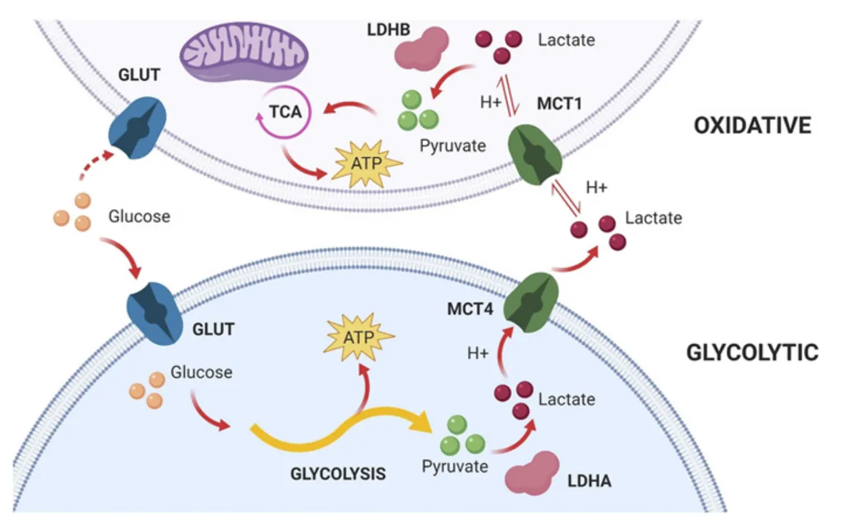 Diagram illustrating the cell-to-cell lactate shuttle between a glycolytic muscle fiber (bottom) and an oxidative muscle fiber (top), showing the contrasting metabolic roles of each fiber type and the transporters involved. Glycolytic fiber (bottom): Glucose enters via a GLUT transporter and undergoes glycolysis, producing pyruvate and ATP. The enzyme LDHA converts pyruvate to lactate, which is exported out of the cell along with H⁺ ions via the MCT4 transporter. Oxidative fiber (top): Lactate and H⁺ ions exported from the glycolytic fiber are taken up by the oxidative fiber via the MCT1 transporter. Inside, the enzyme LDHB converts lactate back to pyruvate, which enters the TCA cycle (tricarboxylic acid cycle) in the mitochondria, generating ATP. Glucose can also enter this fiber via a GLUT transporter, though the dashed arrow indicates reduced reliance on direct glucose uptake. Between the two fibers: The MCT1 and MCT4 transporters are shown at the shared membrane interface, with bidirectional arrows for lactate and H⁺ indicating the direction of net lactate flow from producer (glycolytic) to consumer (oxidative) fiber.