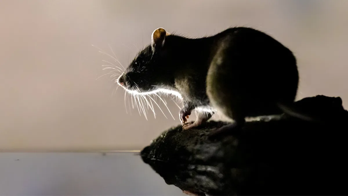 Trait: Plague susceptibility and autoimmunity (ERAP2)