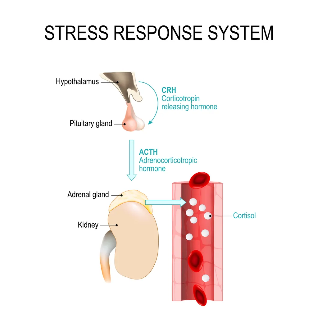 risposta allo stress