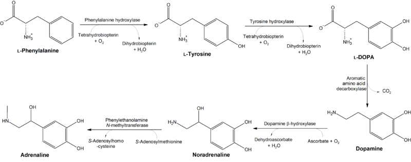 Dopamine synthesis