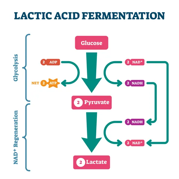 Flow diagram titled "Lactic Acid Fermentation" illustrating the two-stage biochemical pathway from glucose to lactate. Glycolysis (top stage): Glucose is converted into 2 pyruvate molecules via glycolysis. During this stage, 2 ADP are phosphorylated to yield a net gain of 2 ATP, and 2 NAD⁺ are reduced to 2 NADH. NAD⁺ Regeneration (bottom stage): The 2 pyruvate molecules are converted into 2 lactate molecules. In this step, the 2 NADH produced during glycolysis are oxidised back to 2 NAD⁺, regenerating the NAD⁺ required to sustain continued glycolysis in the absence of oxygen. Curved teal arrows show the cycling of NAD⁺ and NADH between the two stages, emphasising that lactic acid fermentation allows glycolysis to continue under anaerobic conditions by recycling the electron carrier.