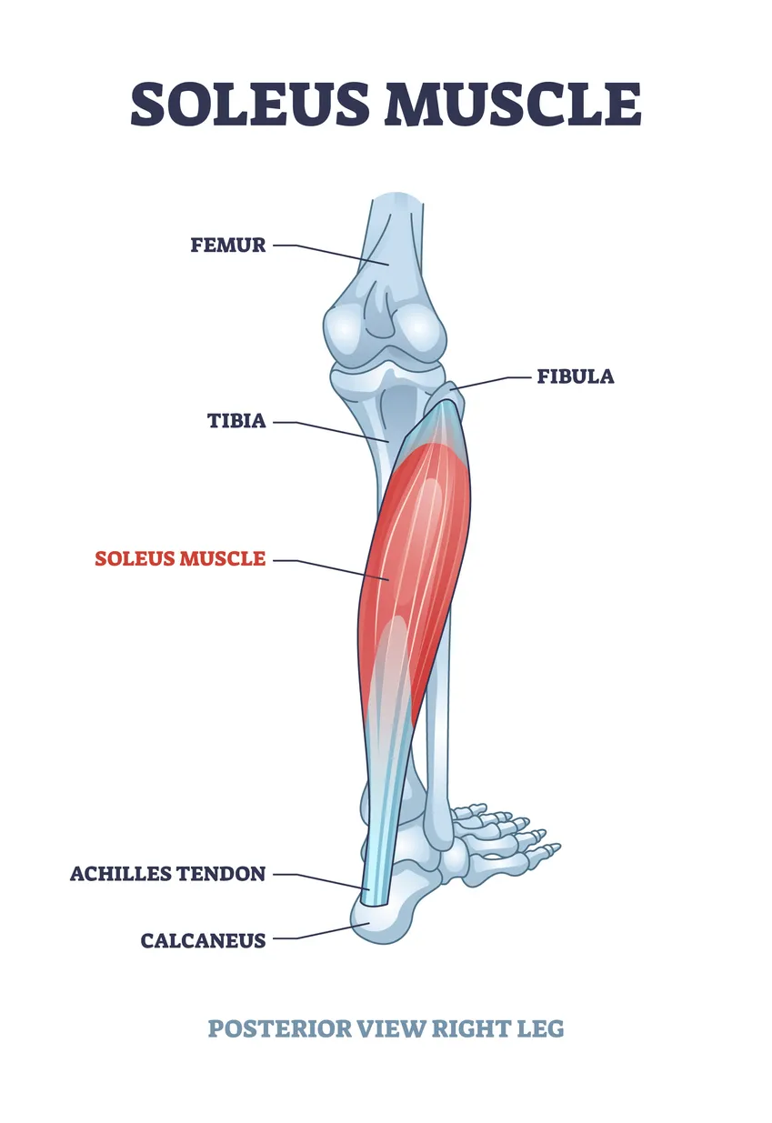 Anatomical diagram titled "Soleus Muscle," showing a posterior view of the right leg skeleton with the soleus muscle highlighted in red. Labeled structures include the femur and knee joint at the top, the tibia and fibula forming the lower leg, the soleus muscle (in red) running along the posterior mid-shaft of the tibia and fibula, the Achilles tendon connecting the muscle to the heel, and the calcaneus (heel bone) at the base. The caption reads "Posterior View Right Leg."
