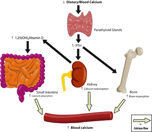 Calcium regulation
