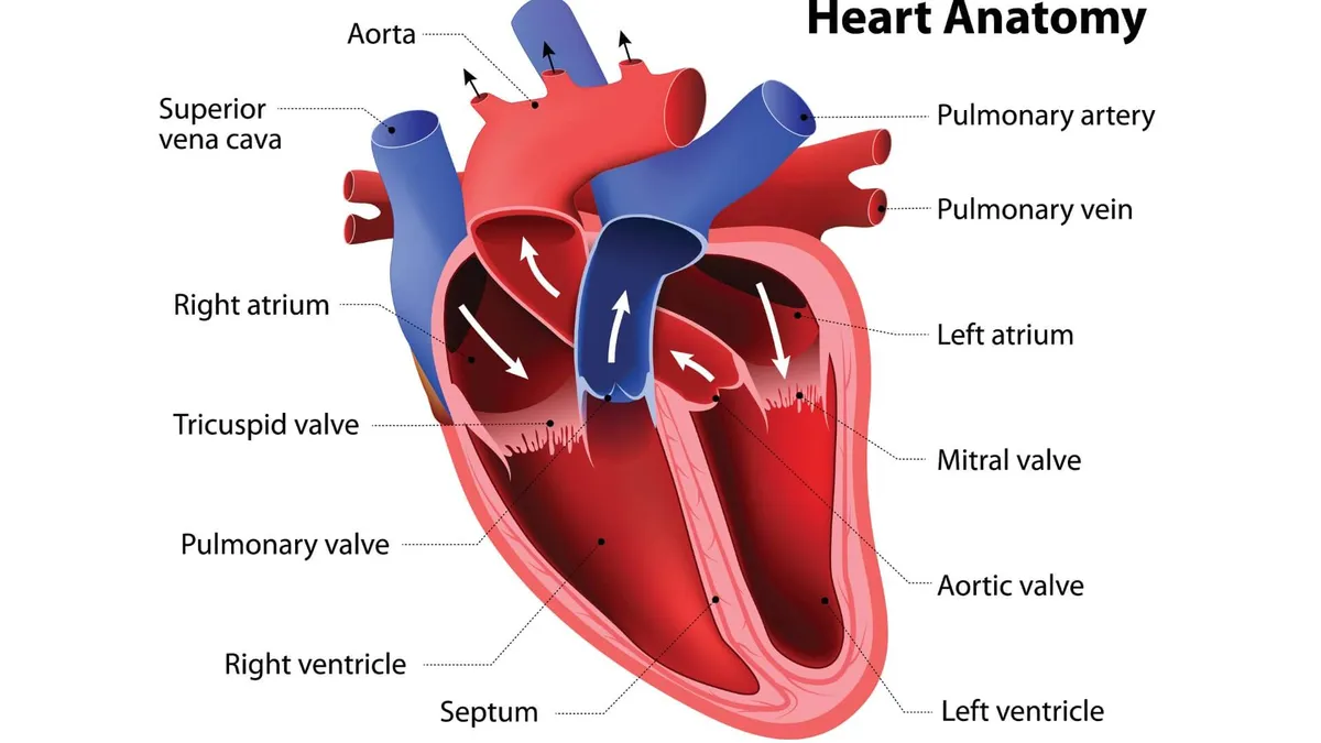 Cavità cardiache