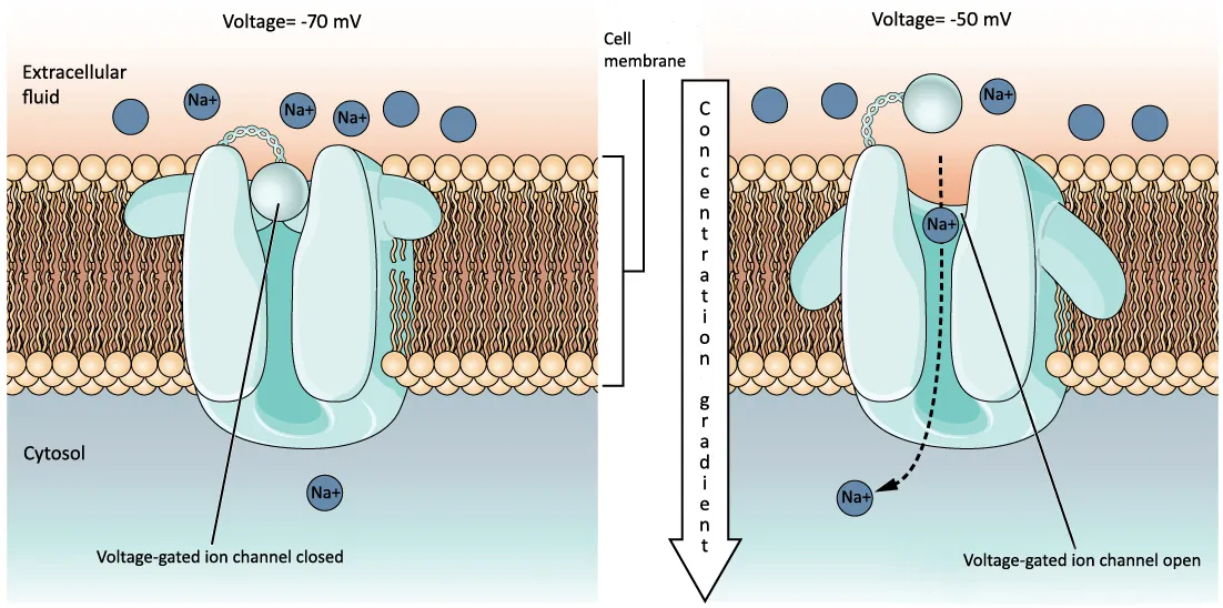 Voltage-gated channel