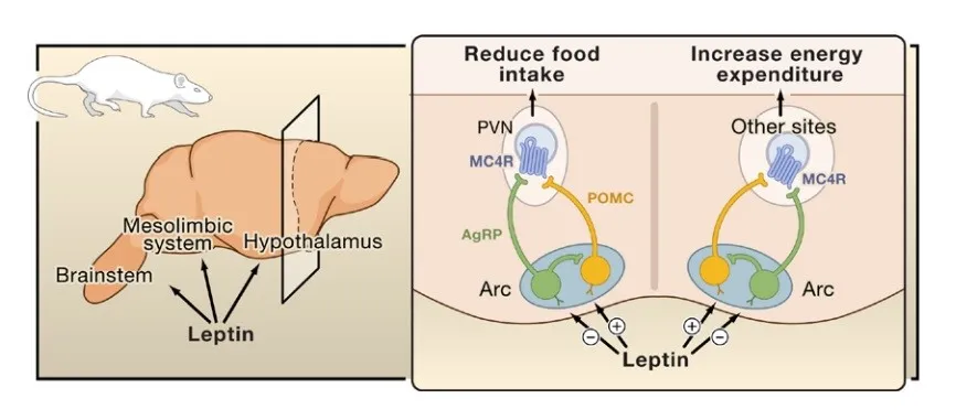 Arcuate nucleus