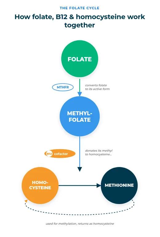 Alt text: Diagram titled "The Folate Cycle: How folate, B12 & homocysteine work together." It shows four steps: (1) Folate (green circle) is converted to Methylfolate (blue circle) by the MTHFR enzyme. (2) With B12 as a cofactor, Methylfolate donates its methyl group to Homocysteine (orange circle). (3) Homocysteine is converted to Methionine (dark teal circle). (4) Methionine is used for methylation and returns as homocysteine, completing the cycle.