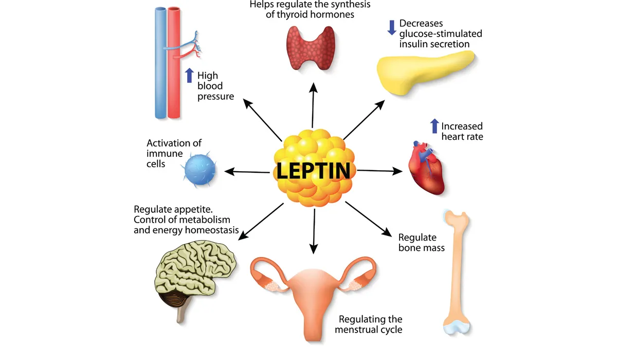 Functions of leptin