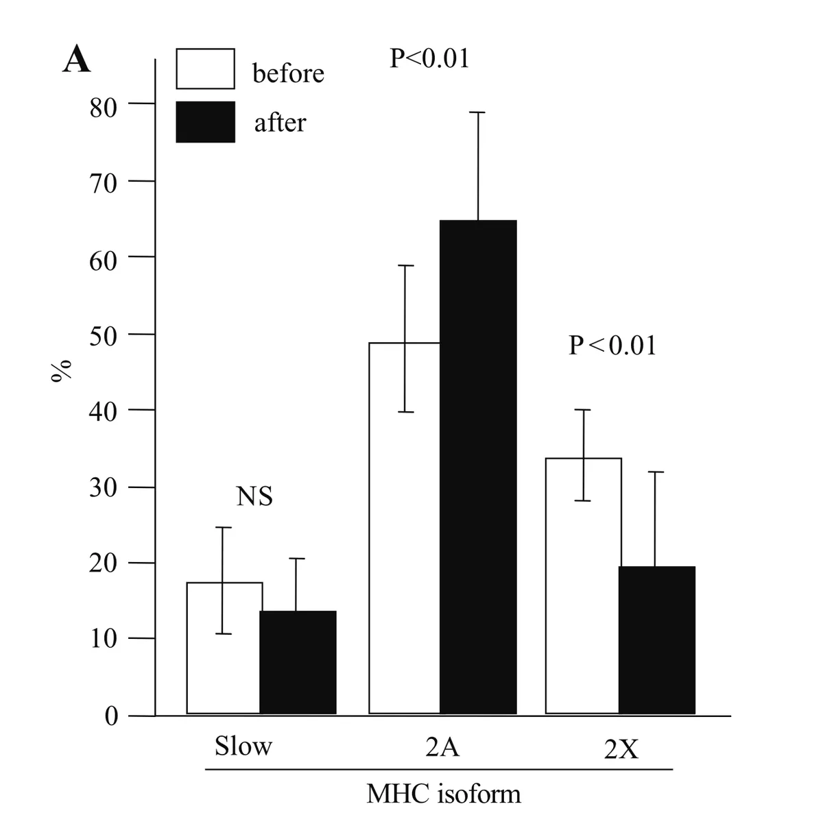 Grouped bar chart (Panel A) showing the percentage distribution of three myosin heavy chain (MHC) isoforms before (white bars) and after (black bars) a training intervention, with error bars indicating standard deviation. For the Slow isoform, values were approximately 17% before and 14% after, with no significant difference (labeled NS). For MHC 2A, values increased from approximately 49% before to 65% after, a statistically significant change (P<0.01). For MHC 2X, values decreased from approximately 34% before to 20% after, also statistically significant (P<0.01). The results indicate that the intervention drove a shift from the faster 2X isoform toward the intermediate 2A isoform, while the slow isoform proportion remained unchanged.