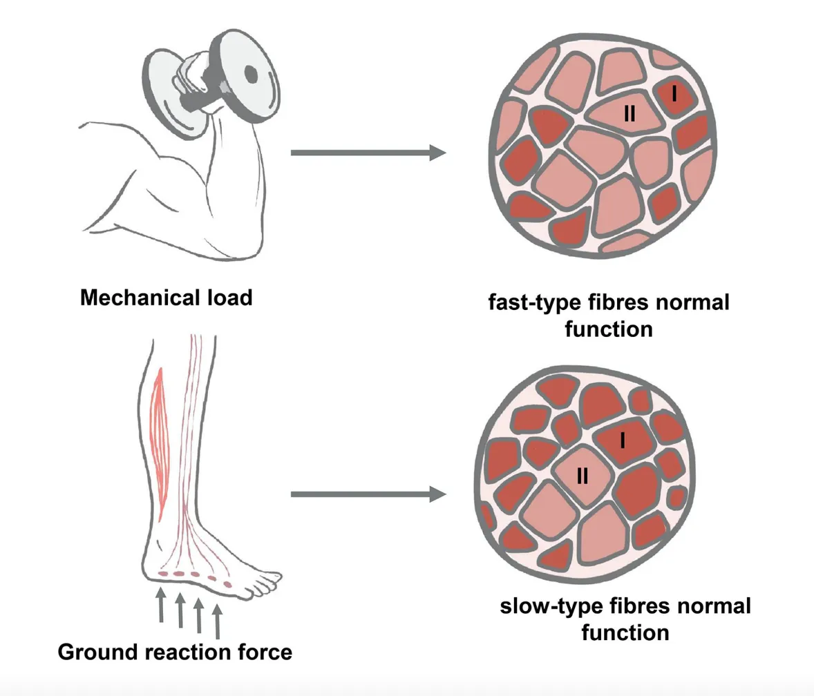 Alt text: Diagram contrasting two types of mechanical loading and their associated muscle fiber type profiles. Top row: A line drawing of a person performing a dumbbell bicep curl, labeled "Mechanical load," with an arrow pointing to a cross-sectional muscle diagram. The diagram shows predominantly large, light-pink Type II (fast-twitch) fibers with a smaller number of darker Type I (slow-twitch) fibers, labeled "fast-type fibres normal function." Bottom row: A drawing of a lower leg and foot with red highlighted calf muscles, labeled "Ground reaction force," with upward arrows beneath the foot indicating the forces applied during weight-bearing. An arrow points to a second cross-sectional muscle diagram showing predominantly large, dark-red Type I (slow-twitch) fibers with fewer smaller Type II (fast-twitch) fibers, labeled "slow-type fibres normal function." Together the diagram illustrates how phasic, high-intensity mechanical loads (e.g. resistance exercise) are associated with fast-twitch fiber dominance, while postural, gravity-resisting loads are associated with slow-twitch fiber dominance.
