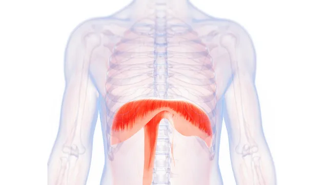The physiology of hidden muscles: Diaphragm