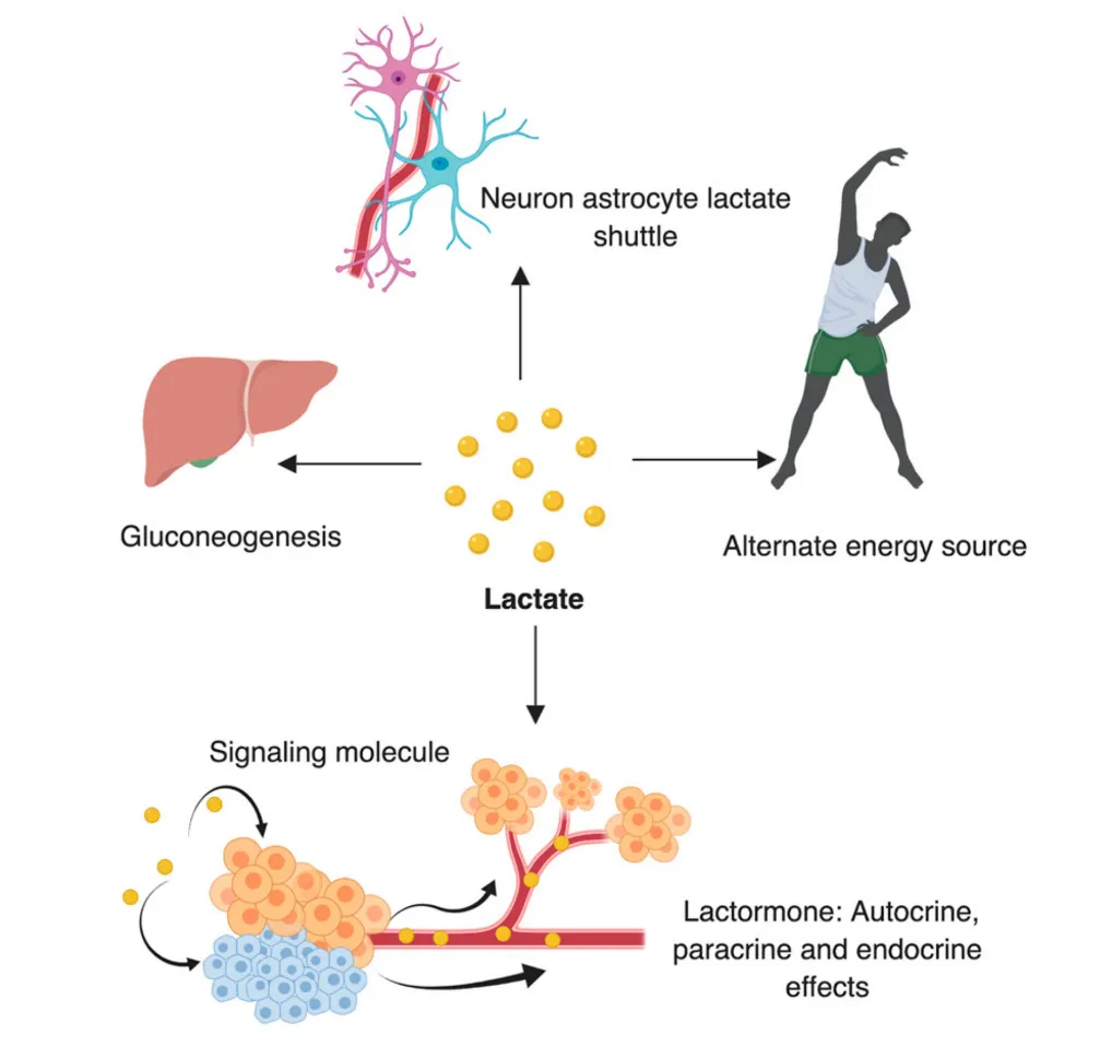Alt text: Diagram illustrating the multiple roles of lactate in the body, with lactate (represented by yellow spheres) at the centre and four outward pathways indicated by arrows. Neuron astrocyte lactate shuttle (top): An arrow points upward to an illustration of a neuron and astrocyte, indicating that lactate is shuttled between these brain cells as an energy substrate. Alternate energy source (right): An arrow points to a silhouette of a person exercising, indicating that lactate can be taken up and oxidised by working muscles and other tissues as a fuel source during exercise. Gluconeogenesis (left): An arrow points to an illustration of the liver, indicating that lactate can be transported to the liver and converted back into glucose via gluconeogenesis. Signalling molecule / Lactormone (bottom): An arrow points downward to a diagram showing lactate acting on clusters of cells (depicted in orange and blue), entering the bloodstream and exerting autocrine (acting on the cell that produced it), paracrine (acting on neighbouring cells), and endocrine (acting on distant tissues via the bloodstream) effects — collectively referred to as "lactormone" effects.