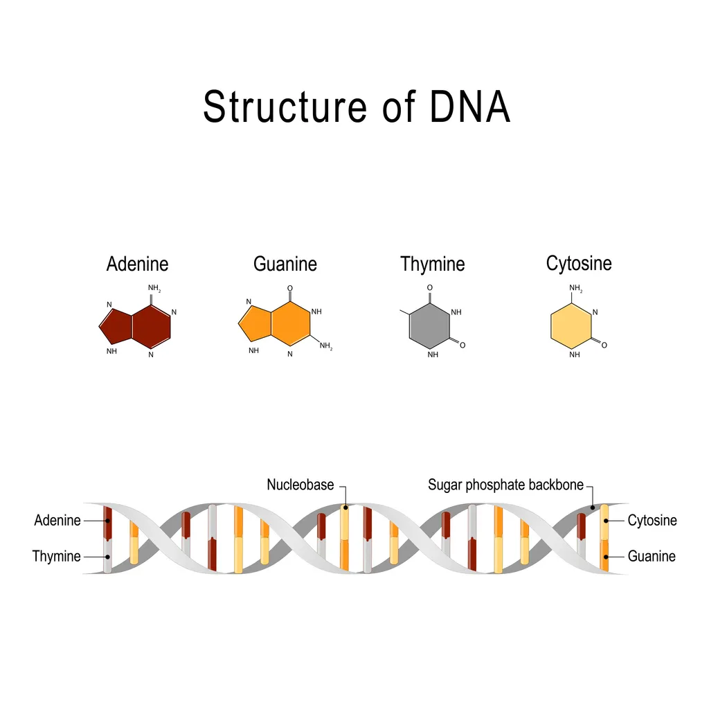Diagramma intitolato "Struttura del DNA" che mostra le quattro basi nucleiche del DNA con le loro strutture chimiche: adenina (rosso scuro, purina a doppio anello), guanina (arancione, purina a doppio anello), timina (grigio, pirimidina a singolo anello) e citosina (giallo, pirimidina a singolo anello). Di seguito è riportata un'illustrazione di una doppia elica di DNA, con coppie di basi contrassegnate da colori diversi — l'adenina accoppiata con la timina e la citosina accoppiata con la guanina — collegate da una struttura portante grigio zucchero-fosfato. Le etichette identificano le basi nucleiche e i componenti della struttura portante zucchero-fosfato.
