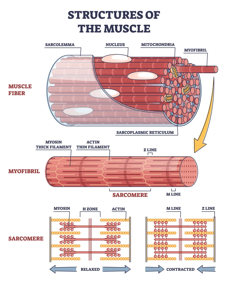 Multi-level anatomical diagram titled "Structures of the Muscle," illustrating the hierarchical organization of skeletal muscle from fiber to sarcomere. Muscle fiber (top): A partially cut-away cylindrical muscle fiber reveals internal components labeled with leader lines: the sarcolemma (outer membrane), multiple oval nuclei, mitochondria, myofibrils (parallel cylindrical strands), and the sarcoplasmic reticulum surrounding the myofibrils. A yellow arrow points downward to the next level of detail. Myofibril (middle): A single myofibril is shown with its repeating banded pattern. Myosin thick filaments and actin thin filaments are labeled, along with the Z line (boundary of each sarcomere) and M line (center). A bracket indicates one sarcomere unit. Sarcomere (bottom): Two side-by-side diagrams compare sarcomere states. In the relaxed state (left), myosin and actin filaments overlap only partially, leaving a visible H zone in the center, and the sarcomere is wide. In the contracted state (right), the actin filaments have slid inward toward the M line, the H zone is reduced, the Z lines are closer together, and the sarcomere is shortened. Blue arrows beneath each diagram indicate the direction of length change.