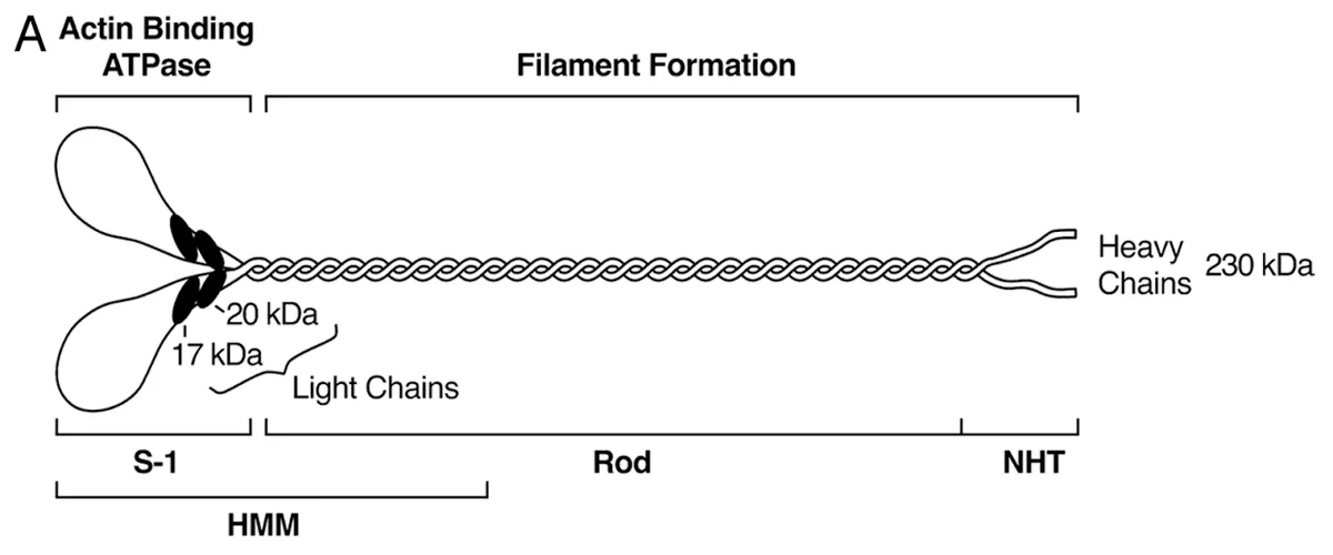 Diagram of myosin II structure showing two heavy chains (230 kDa) coiled together into a long rod region, terminating at one end in two globular head domains. The globular heads form the S-1 subfragment, which contains the actin-binding ATPase activity and associates with two pairs of light chains (~20 kDa and 17 kDa). The S-1 region together with the adjacent coiled-coil segment comprises the HMM (heavy meromyosin) subfragment. The remainder of the molecule is divided into the Rod and NHT (non-helical tail) regions, which are responsible for filament formation.