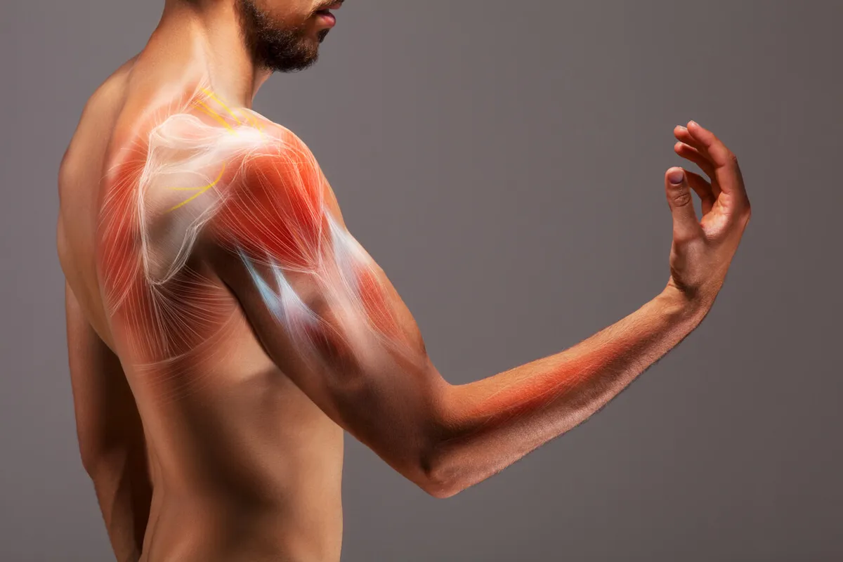 Fotografia composita di un uomo a torso nudo ripreso di spalle e di profilo, con una sovrapposizione anatomica digitale che illustra i muscoli e i tessuti connettivi della spalla e della parte superiore del braccio. La sovrapposizione utilizza il rosso per indicare il tessuto muscolare, il bianco per indicare i tendini e le fibre fasciali e il giallo per evidenziare i nervi intorno all’articolazione della spalla. Il deltoide, i muscoli della cuffia dei rotatori e la muscolatura della parte superiore del braccio sono visibili attraverso la sovrapposizione semitrasparente. Lo sfondo è di colore grigio uniforme.