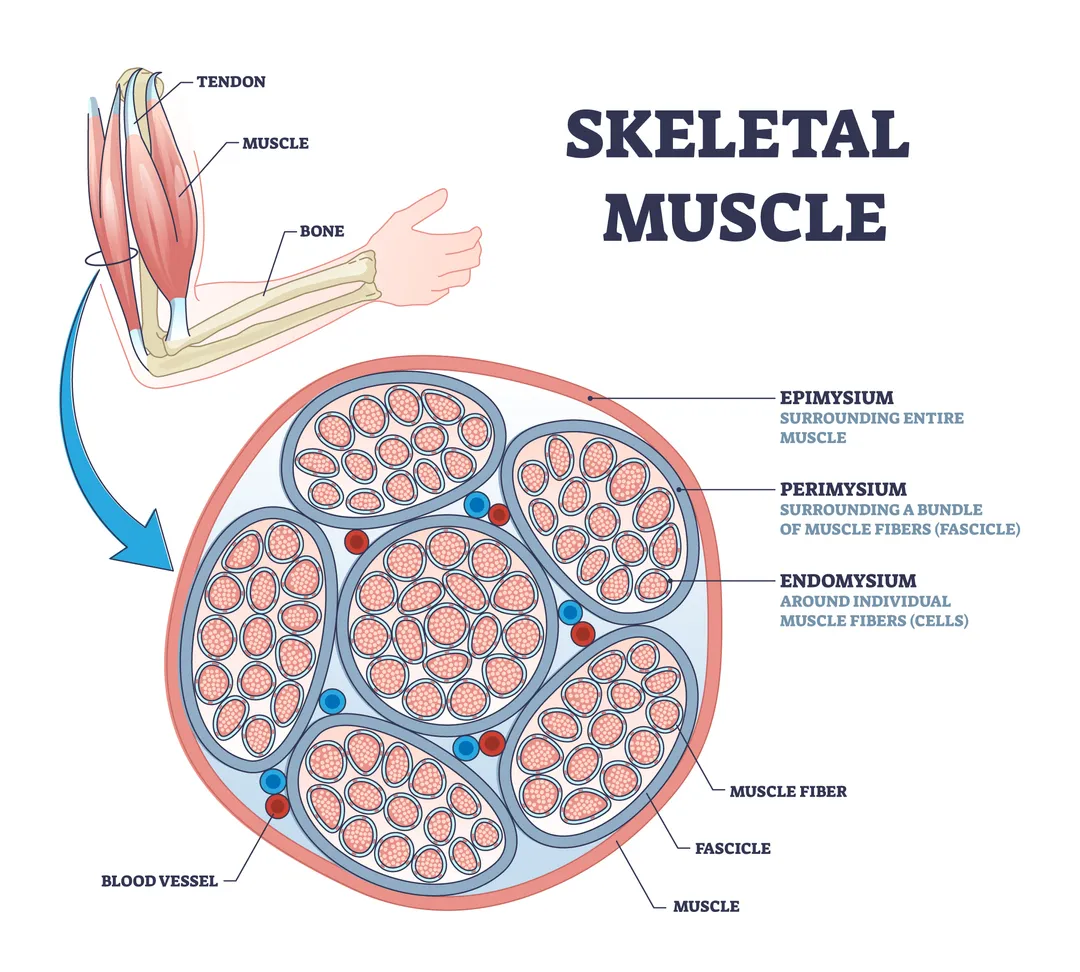 Anatomical diagram titled "Skeletal Muscle" illustrating the hierarchical structure of skeletal muscle tissue. The top left shows a human forearm with the tendon, muscle, and bone labeled. A blue arrow points to a large cross-sectional diagram below, showing the nested layers of muscle organization. The outermost connective tissue layer, the epimysium, surrounds the entire muscle. Within it, bundles of muscle fibers called fascicles are each wrapped by the perimysium. Individual muscle fibers (cells) within each fascicle are encased by the endomysium. Red and blue dots distributed between fascicles represent blood vessels. All structures — epimysium, perimysium, endomysium, muscle fiber, fascicle, muscle, and blood vessel — are labeled with leader lines.