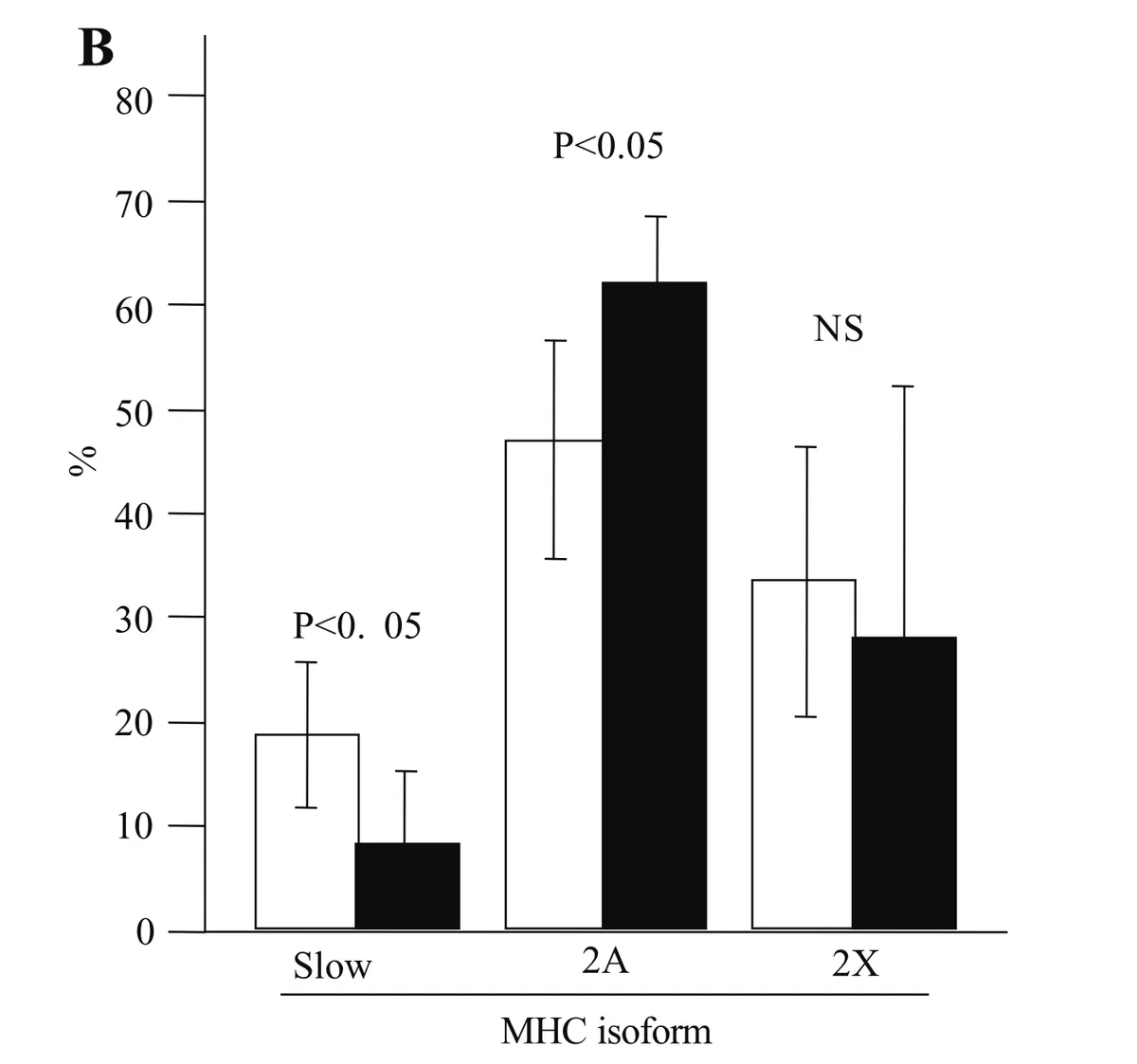 Grouped bar chart (Panel B) showing the percentage distribution of three myosin heavy chain (MHC) isoforms before (white bars) and after (black bars) a training intervention, with error bars indicating standard deviation. For the Slow isoform, values decreased from approximately 19% before to 8% after, a statistically significant reduction (P<0.05). For MHC 2A, values increased from approximately 47% before to 62% after, also statistically significant (P<0.05). For MHC 2X, values showed a modest decrease from approximately 34% before to 28% after, which was not statistically significant (NS). In contrast to Panel A, this intervention produced a significant reduction in the slow isoform alongside the increase in 2A, while the 2X isoform was relatively unchanged, suggesting a slow-to-2A fiber type transition.