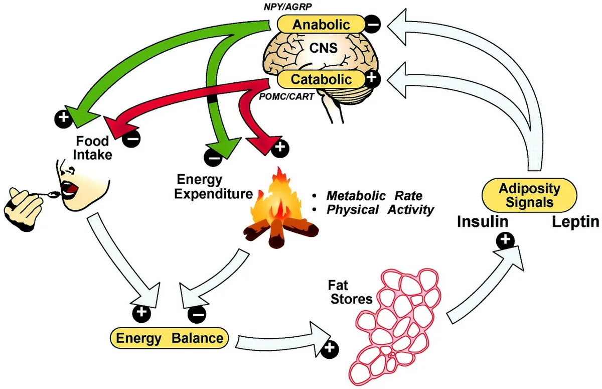 Leptin energy balance