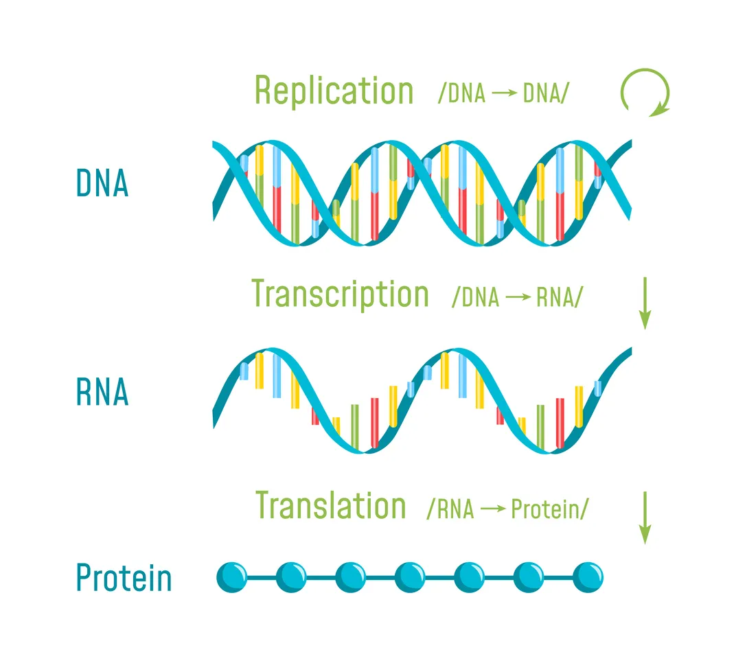 Schema che illustra il dogma centrale della biologia molecolare, mostrando tre processi sequenziali. Nella parte superiore, la "Replicazione (DNA → DNA)" è indicata da una freccia circolare verde, con una doppia elica di DNA di colore blu-verde che mostra le coppie di basi colorate (rosso, giallo, verde e blu). Una freccia verde rivolta verso il basso conduce alla "Trascrizione (DNA → RNA)", sotto la quale è raffigurata una molecola di RNA a singolo filamento come una spirale più ampia e ondulata di colore verde-azzurro, anch'essa con basi colorate. Un'altra freccia verde rivolta verso il basso conduce alla "Traduzione (RNA → Proteina)", in fondo alla quale una proteina è rappresentata come una catena lineare di otto sfere verde-azzurre equidistanti collegate da una linea. Le etichette a sinistra identificano ciascuna molecola: DNA, RNA e Proteina.