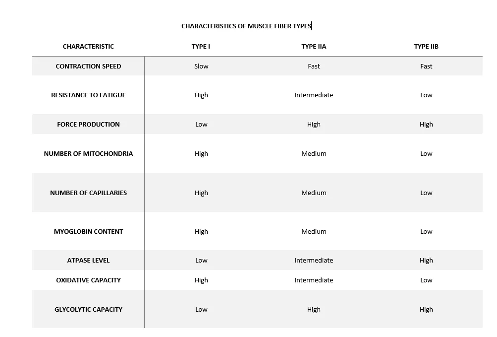 Table titled "Characteristics of Muscle Fiber Types" comparing nine properties across three fiber types: Type I, Type IIA, and Type IIB. CharacteristicType IType IIAType IIBContraction speedSlowFastFastResistance to fatigueHighIntermediateLowForce productionLowHighHighNumber of mitochondriaHighMediumLowNumber of capillariesHighMediumLowMyoglobin contentHighMediumLowATPase levelLowIntermediateHighOxidative capacityHighIntermediateLowGlycolytic capacityLowHighHigh Type I fibers are slow-contracting, highly fatigue-resistant, and oxidative. Type IIA and IIB are both fast-contracting with high force production and glycolytic capacity, but Type IIA retains intermediate oxidative capacity and fatigue resistance, while Type IIB is the most glycolytic and least fatigue-resistant.