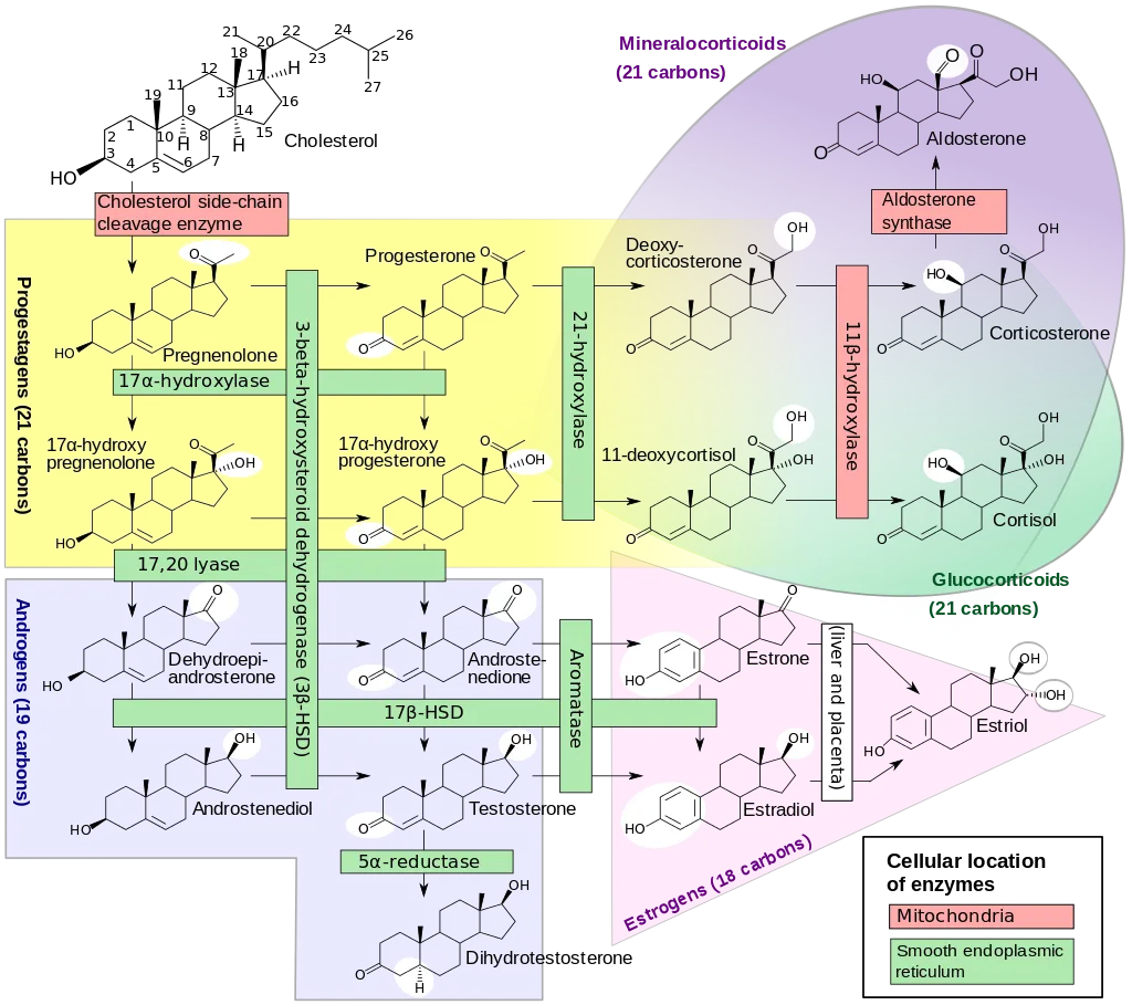 steroid hormones