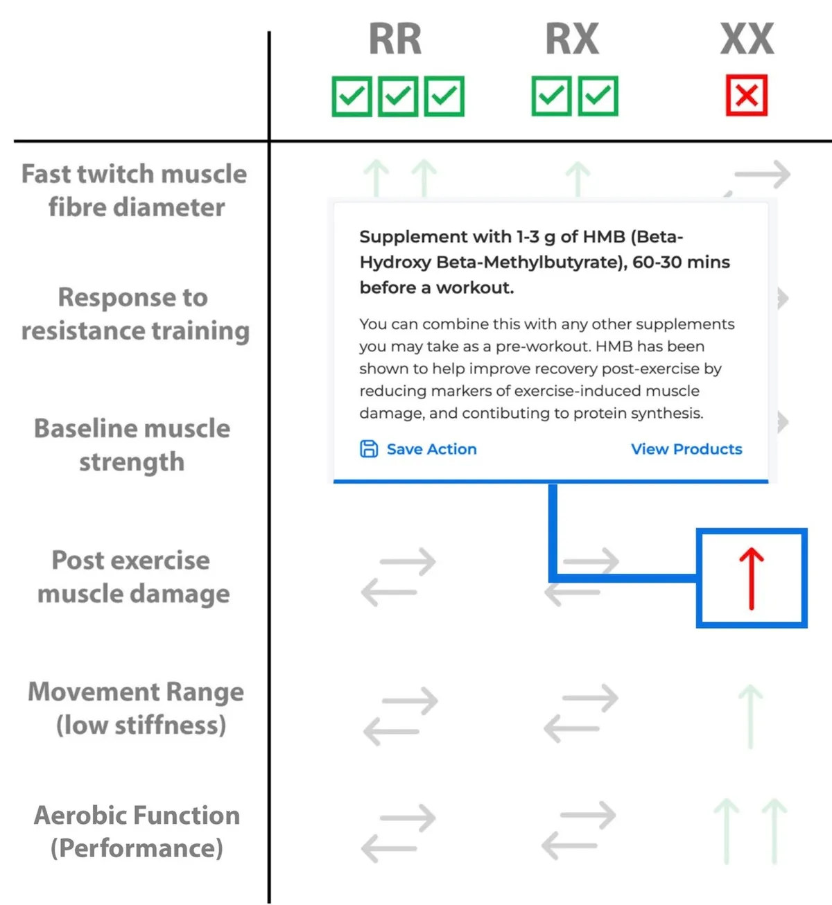 A table showing the three ACTN3 genotypes and their key performance differences with a supplement recommendation relating to the XX genotype and post exercise muscle damage