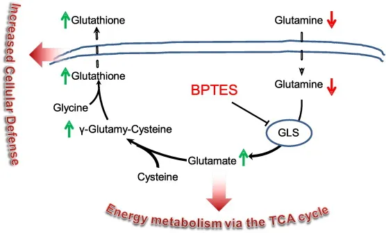 glutamate glutamine and glutathione Vs Glutamine - Wikipedia