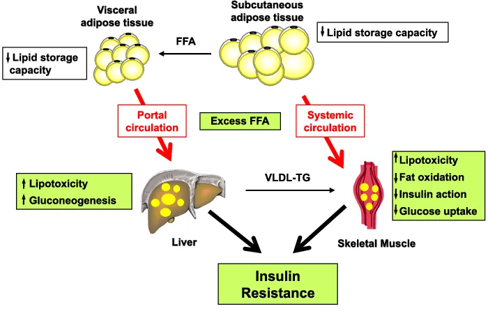 Lipotossicità
