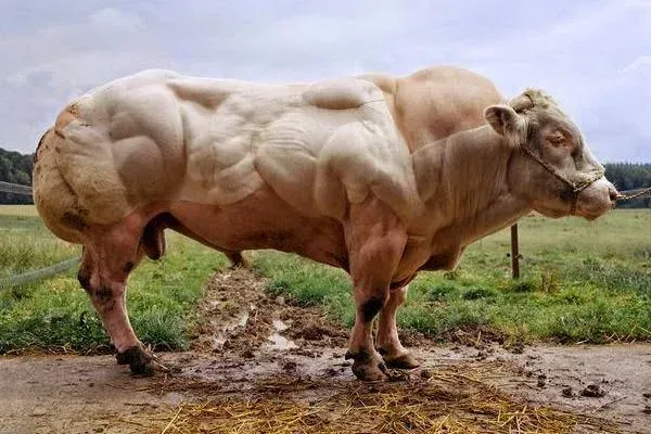 What’s the deal with Myostatin?