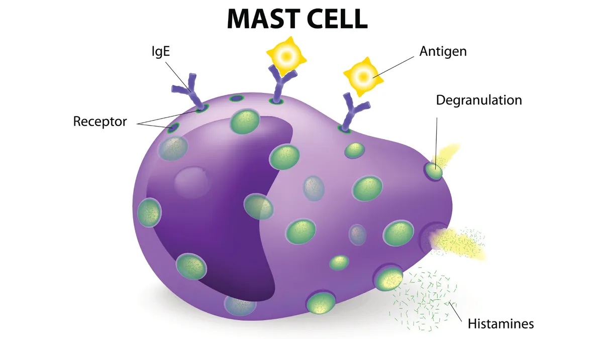 mastocita