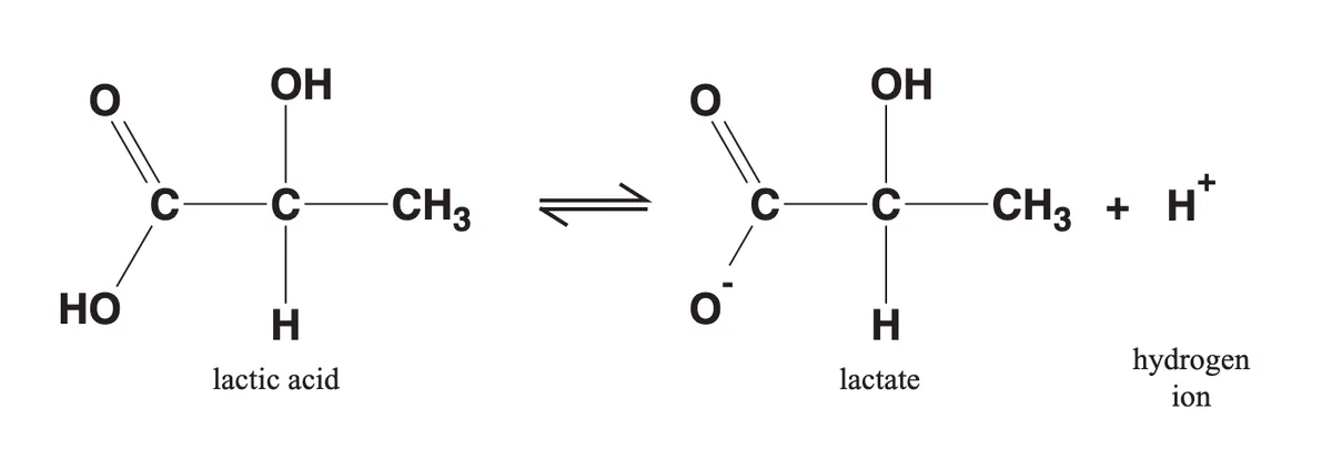 Chemical structure diagram showing the reversible dissociation of lactic acid into lactate and a hydrogen ion (H⁺). On the left, the structural formula of lactic acid is shown, featuring a carboxyl group (COOH), a hydroxyl group (OH), a hydrogen atom, and a methyl group (CH₃) attached to a central carbon. A double-headed equilibrium arrow indicates the reversible reaction. On the right, the lactate ion is shown with an identical carbon backbone, but the carboxyl group has lost its proton and carries a negative charge (O⁻), alongside a free hydrogen ion (H⁺). The diagram illustrates that lactic acid is a weak acid that readily donates a proton to form lactate under physiological conditions.