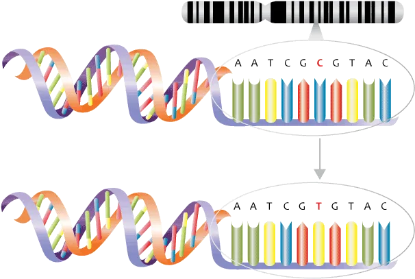 Diagramma che illustra un polimorfismo a singolo nucleotide (SNP) nel DNA. Nella parte superiore, un'immagine stilizzata di un cromosoma con una freccia indica un riquadro ovale ingrandito che mostra una breve sequenza di DNA: A-A-T-C-G-C-G-T-A-C, con il sesto nucleotide "C" evidenziato in rosso e delle barre verticali colorate sottostanti che rappresentano le coppie di basi. A sinistra è raffigurata una doppia elica di DNA dai toni multicolori dell'arcobaleno. Una freccia rivolta verso il basso conduce a un secondo diagramma quasi identico, in cui la stessa sequenza di DNA ora recita A-A-T-C-G-T-G-T-A-C, con il sesto nucleotide cambiato da "C" a "T" (indicato in rosso), a illustrare la sostituzione di una singola base che definisce uno SNP. La doppia elica inferiore appare in tenui tonalità di grigio-viola, a suggerire una variante alterata.