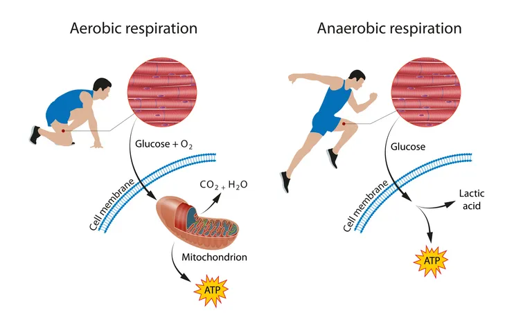Side-by-side diagram comparing aerobic and anaerobic respiration in muscle cells, each illustrated with a figure of an athlete and a pathway diagram. Aerobic respiration (left): A runner in a low, steady-pace position represents aerobic exercise. A magnified circle shows striated muscle tissue. An arrow indicates glucose and oxygen (O₂) crossing the cell membrane and entering a mitochondrion, which produces carbon dioxide (CO₂), water (H₂O), and ATP as end products. Anaerobic respiration (right): A sprinter in a high-intensity running pose represents anaerobic exercise. A magnified circle again shows muscle tissue. An arrow indicates glucose crossing the cell membrane, but this time no mitochondrion is involved — instead the pathway produces lactic acid and ATP directly in the cytoplasm. The diagram illustrates the key distinction between the two pathways: aerobic respiration requires oxygen and uses mitochondria to produce ATP efficiently, while anaerobic respiration occurs without oxygen, bypasses the mitochondria, and produces lactic acid as a byproduct.