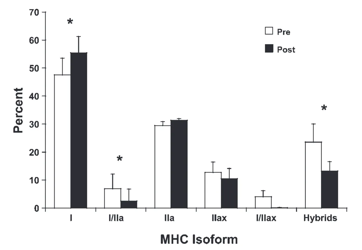 Grouped bar chart showing the percentage distribution of six myosin heavy chain (MHC) isoforms and hybrid fiber types before (white bars) and after (black bars) a training intervention, with error bars indicating standard deviation. Asterisks (*) denote statistically significant differences between pre and post. Results by isoform: Type I increased significantly from ~48% to ~56%. Type I/IIa hybrids decreased significantly from ~7% to ~3%. Type IIa showed no significant change, remaining around 30–31%. Type IIax showed no significant change, remaining around 11–13%. Type I/IIax showed no significant change, remaining near 0–4%. Total hybrids decreased significantly from ~24% to ~13%. The pattern indicates the intervention promoted a consolidation toward pure fiber types — particularly pure Type I — with a significant reduction in hybrid fiber proportions, suggesting fiber type maturation or specialization in response to training.